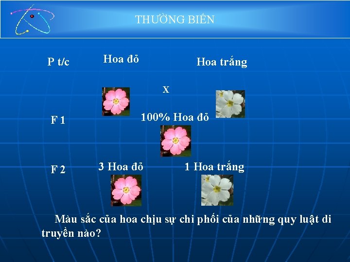 THƯỜNG BIẾN P t/c Hoa đỏ Hoa trắng X F 1 F 2 100%