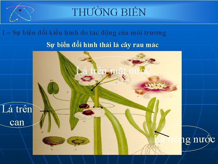 THƯỜNG BIẾN I – Sự biến đổi kiểu hình do tác động của môi