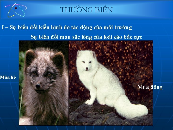 THƯỜNG BIẾN I – Sự biến đổi kiểu hình do tác động của môi THƯỜNG BIẾN I – Sự biến đổi kiểu hình do tác động của môi