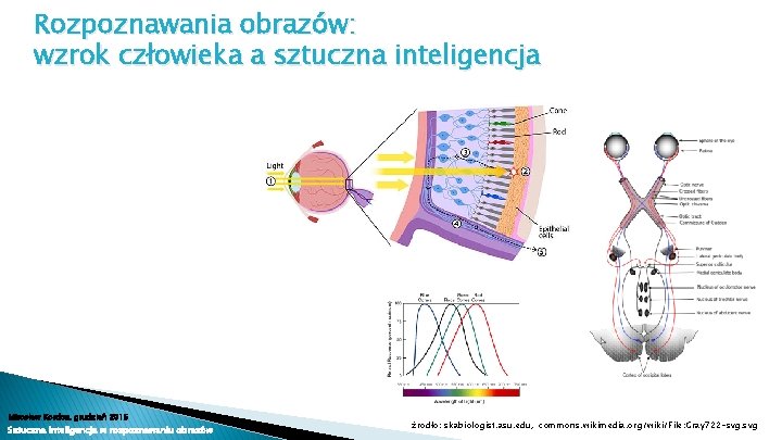 Rozpoznawania obrazów: wzrok człowieka a sztuczna inteligencja Mirosław Kordos, grudzień 2015 Sztuczna inteligencja w