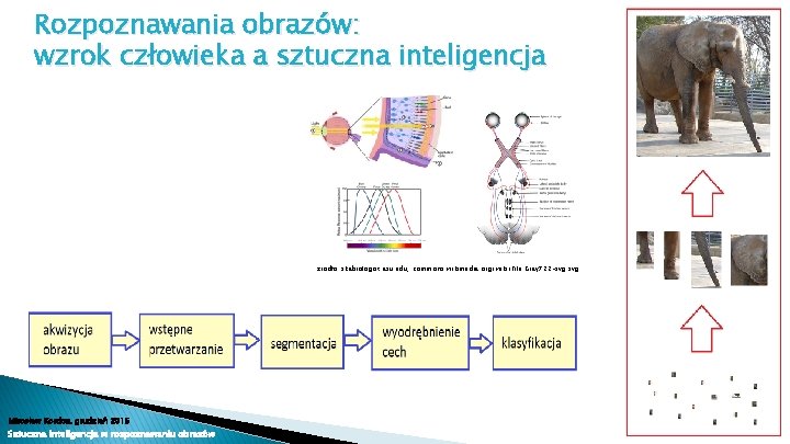 Rozpoznawania obrazów: wzrok człowieka a sztuczna inteligencja źrodło: skabiologist. asu. edu, commons. wikimedia. org/wiki/File: