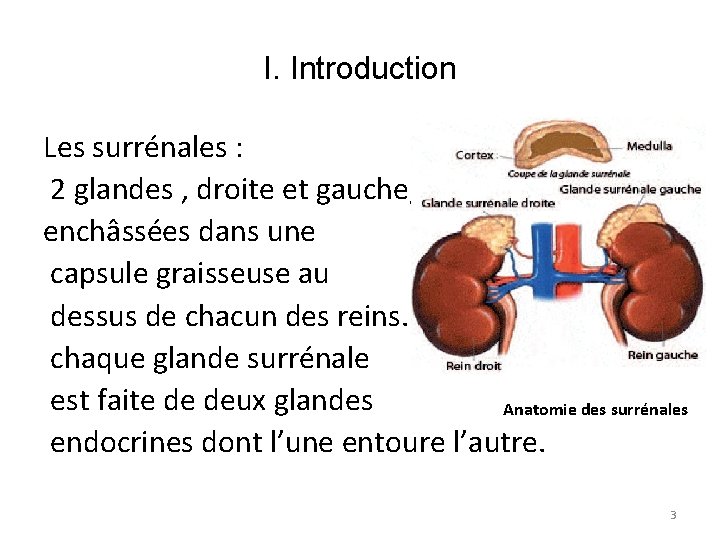 I. Introduction Les surrénales : 2 glandes , droite et gauche, enchâssées dans une