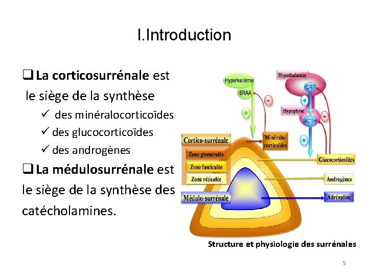 I. Introduction q La corticosurrénale est le siège de la synthèse ü des minéralocorticoïdes