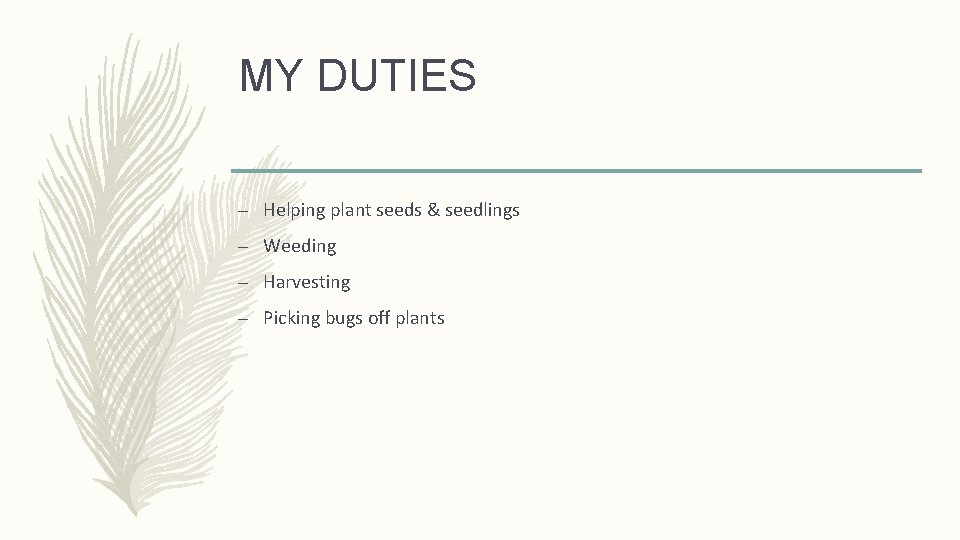 MY DUTIES – Helping plant seeds & seedlings – Weeding – Harvesting – Picking