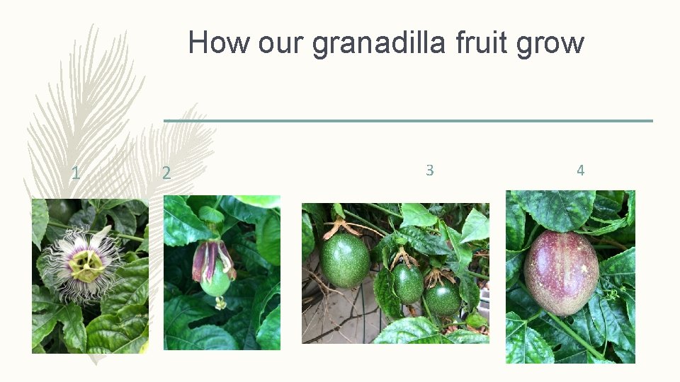 How our granadilla fruit grow 1 2 3 4 