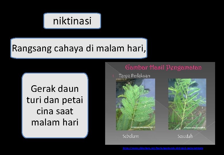 niktinasi Rangsang cahaya di malam hari, Gerak daun turi dan petai cina saat malam