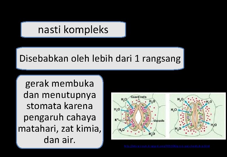 nasti kompleks Disebabkan oleh lebih dari 1 rangsang gerak membuka dan menutupnya stomata karena