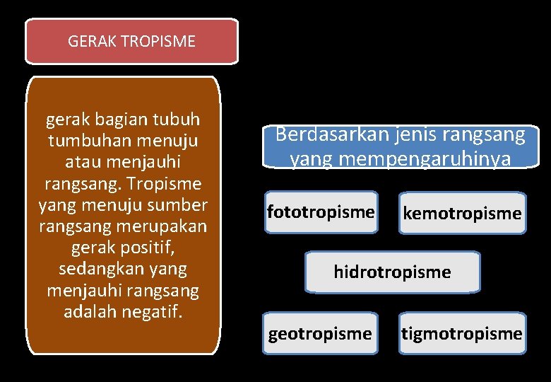 GERAK TROPISME gerak bagian tubuh tumbuhan menuju atau menjauhi rangsang. Tropisme yang menuju sumber