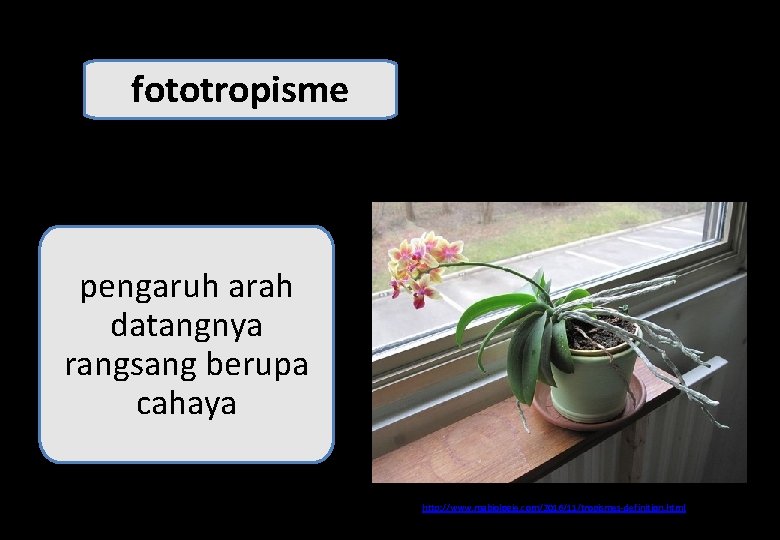 fototropisme pengaruh arah datangnya rangsang berupa cahaya http: //www. mabiologie. com/2016/11/tropismes-definition. html 