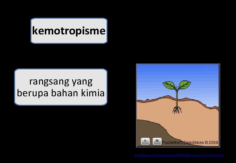 kemotropisme rangsang yang berupa bahan kimia 