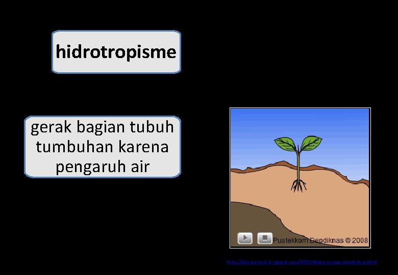 hidrotropisme gerak bagian tubuh tumbuhan karena pengaruh air 