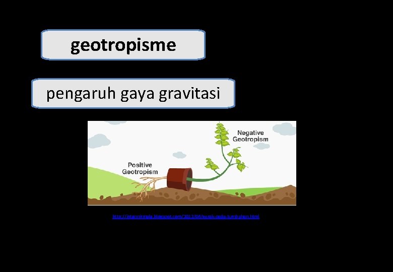 geotropisme pengaruh gaya gravitasi http: //intannirmala. blogspot. com/2012/06/gerak-pada-tumbuhan. html 