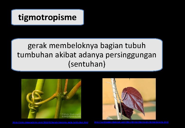 tigmotropisme gerak membeloknya bagian tubuh tumbuhan akibat adanya persinggungan (sentuhan) https: //smp. prasacademy. com/2018/02/gerak-tropisme-pada-tumbuhan.