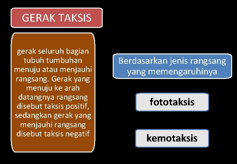 GERAK TAKSIS gerak seluruh bagian tubuh tumbuhan menuju atau menjauhi rangsang. Gerak yang menuju