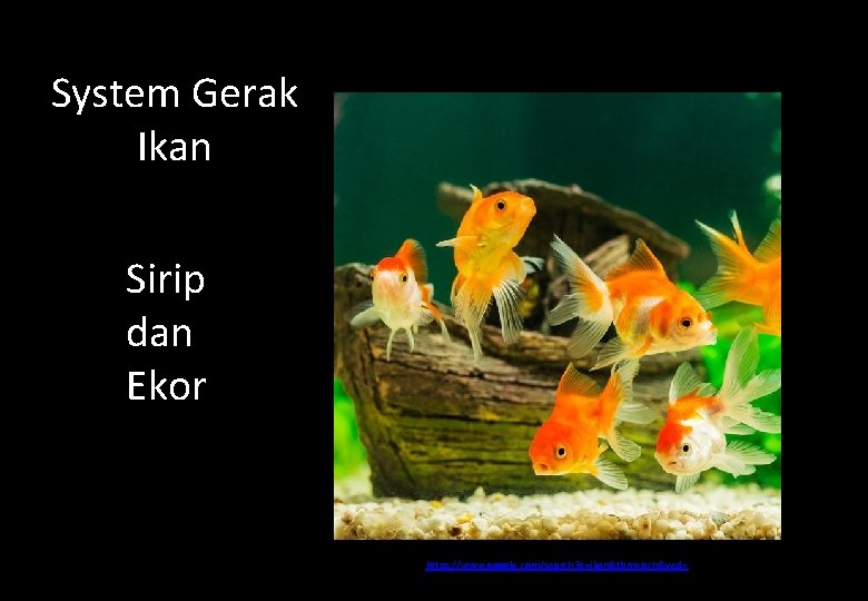 System Gerak Ikan Sirip dan Ekor https: //www. google. com/search? q=ikan&tbm=isch&ved= 