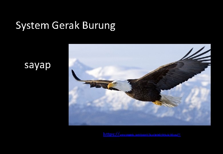 System Gerak Burung sayap https: //www. google. com/search? q=elang&tbm=isch&ved= 