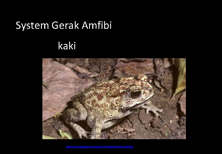 System Gerak Amfibi kaki https: //www. google. com/search? q=katak&tbm=isch&ved 
