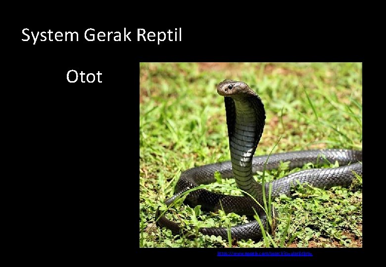 System Gerak Reptil Otot https: //www. google. com/search? q=ular&tbm= 