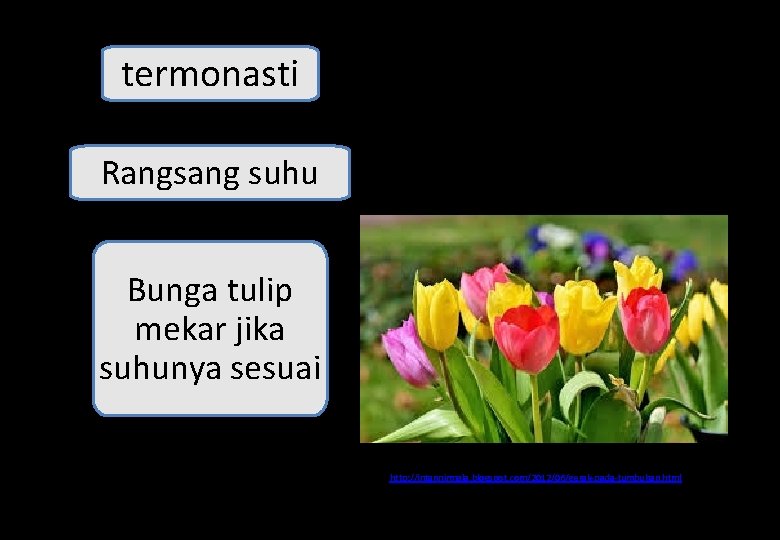 termonasti Rangsang suhu Bunga tulip mekar jika suhunya sesuai http: //intannirmala. blogspot. com/2012/06/gerak-pada-tumbuhan. html