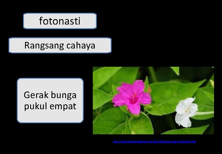 fotonasti Rangsang cahaya Gerak bunga pukul empat http: //intannirmala. blogspot. com/2012/06/gerak-pada-tumbuhan. html 