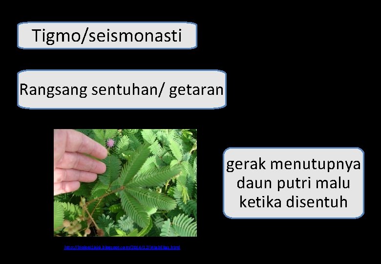 Tigmo/seismonasti Rangsang sentuhan/ getaran gerak menutupnya daun putri malu ketika disentuh http: //biologi 1999.