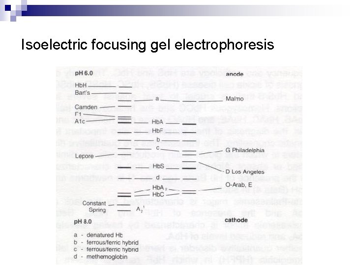 Isoelectric focusing gel electrophoresis 