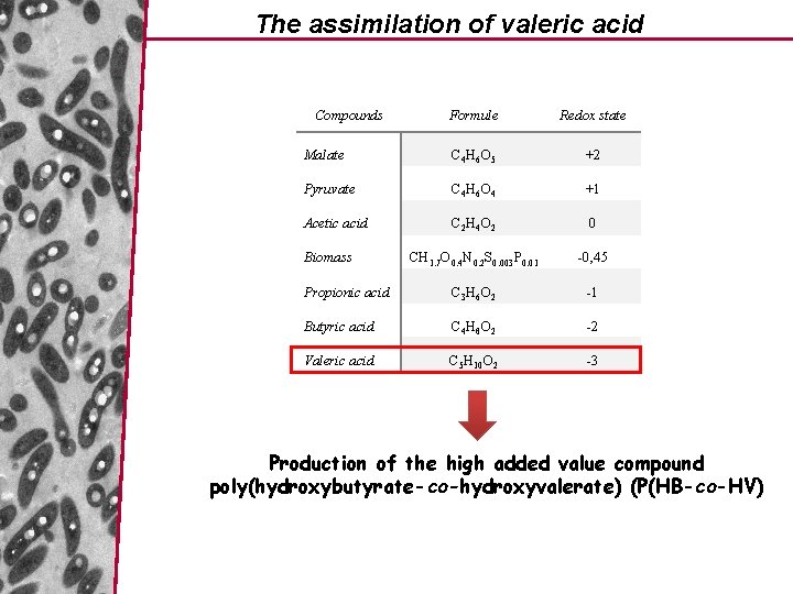 The assimilation of valeric acid Compounds Formule Redox state Malate C 4 H 6