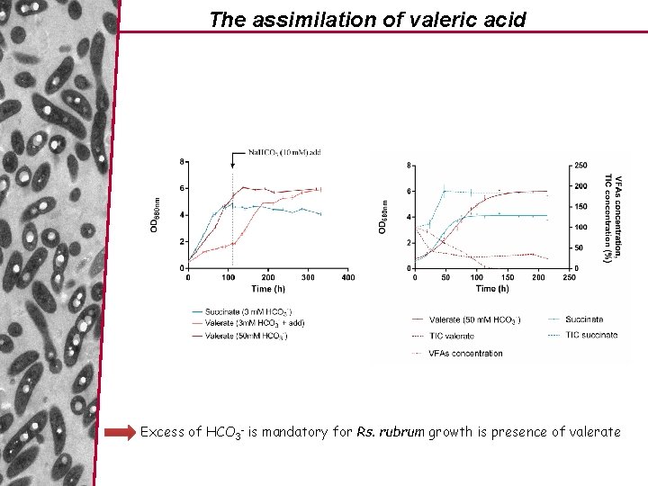 The assimilation of valeric acid Excess of HCO 3 - is mandatory for Rs.