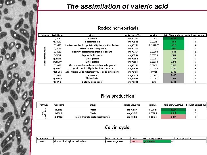 The assimilation of valeric acid Redox homeostasis Pathway Peak Name Q 2 RS 31