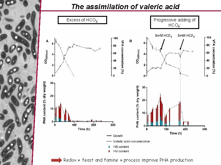 The assimilation of valeric acid Excess of HCO 3 - Progressive adding of HCO