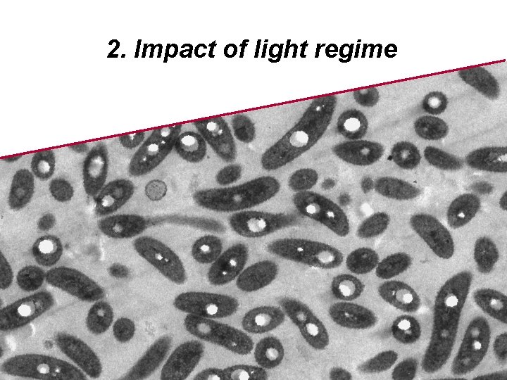 2. Impact of light regime 