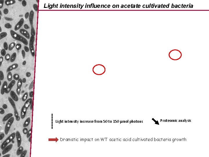 Light intensity influence on acetate cultivated bacteria Light intensity increase from 50 to 150