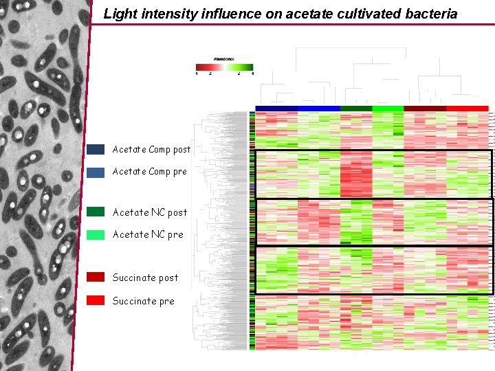 Light intensity influence on acetate cultivated bacteria Acetate Comp post Acetate Comp pre Acetate