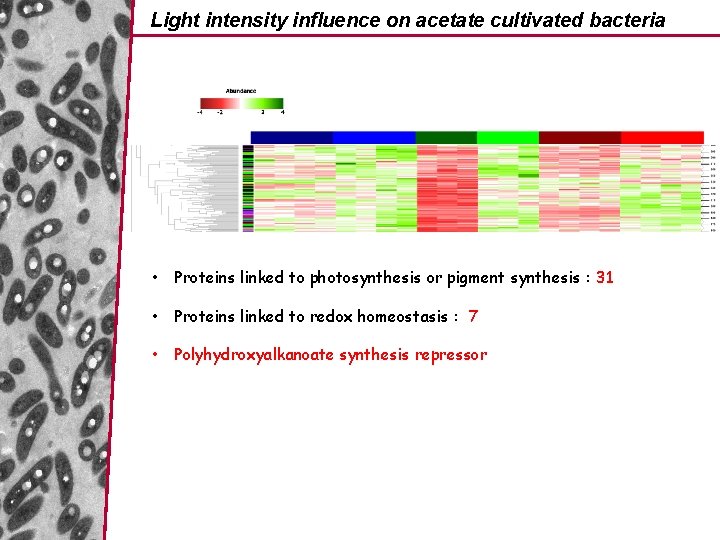 Light intensity influence on acetate cultivated bacteria • Proteins linked to photosynthesis or pigment