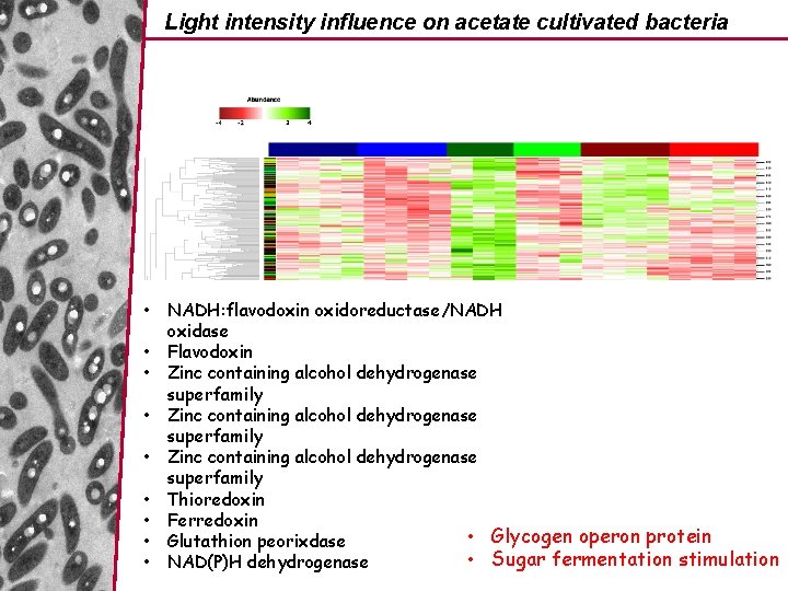 Light intensity influence on acetate cultivated bacteria • • • NADH: flavodoxin oxidoreductase/NADH oxidase