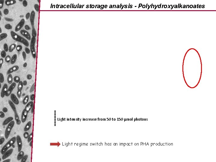 Intracellular storage analysis - Polyhydroxyalkanoates Light intensity increase from 50 to 150 µmol photons