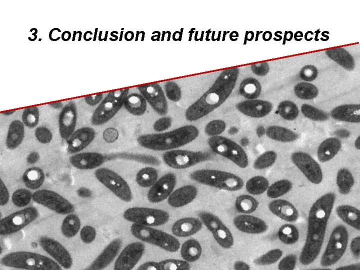 3. Conclusion and future prospects 