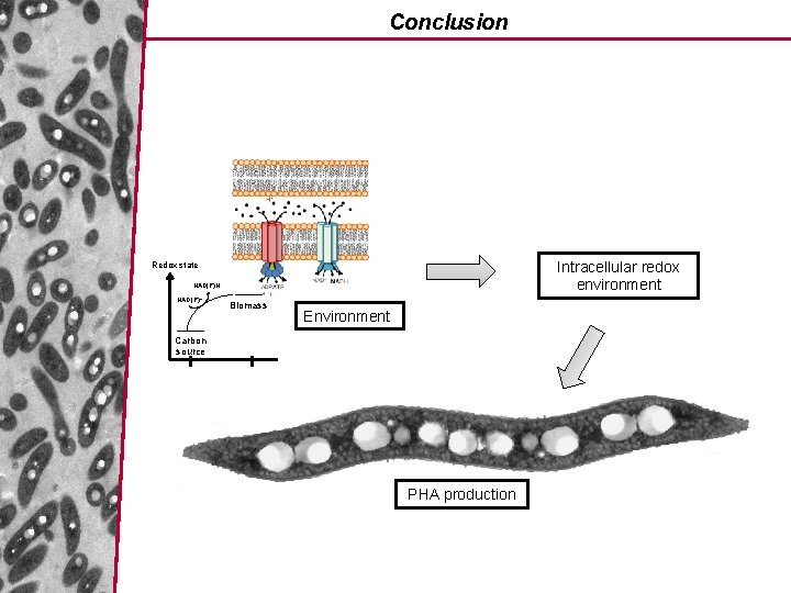 Conclusion Intracellular redox environment Redox state NAD(P)H NAD(P)+ Biomass Environment Carbon source PHA production