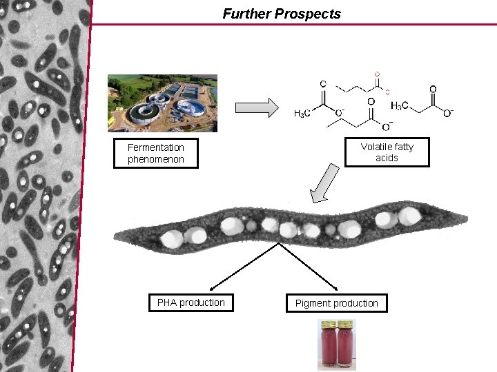 Further Prospects Fermentation phenomenon PHA production Volatile fatty acids Pigment production 