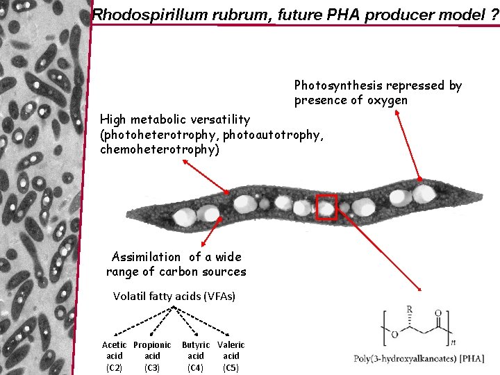 Rhodospirillum rubrum, future PHA producer model ? Photosynthesis repressed by presence of oxygen High