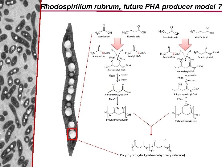 Rhodospirillum rubrum, future PHA producer model ? Poly(hydroxybutyrate-co-hydroxyvalerate) 