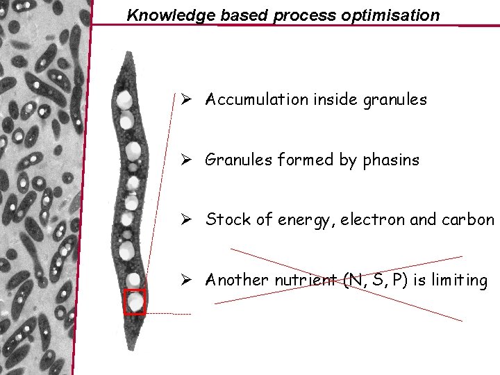 Knowledge based process optimisation Ø Accumulation inside granules Ø Granules formed by phasins Ø