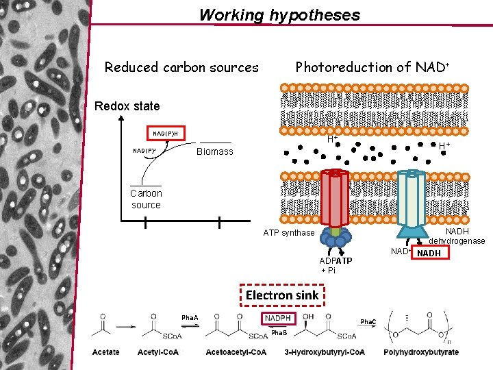 Working hypotheses Reduced carbon sources Photoreduction of NAD+ Redox state NAD(P)H NAD(P)+ H+ H+