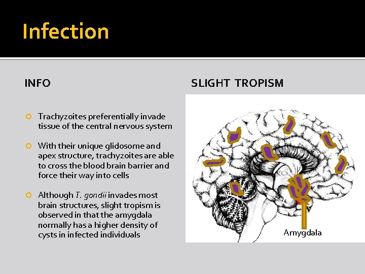 Infection INFO Trachyzoites preferentially invade tissue of the central nervous system With their unique