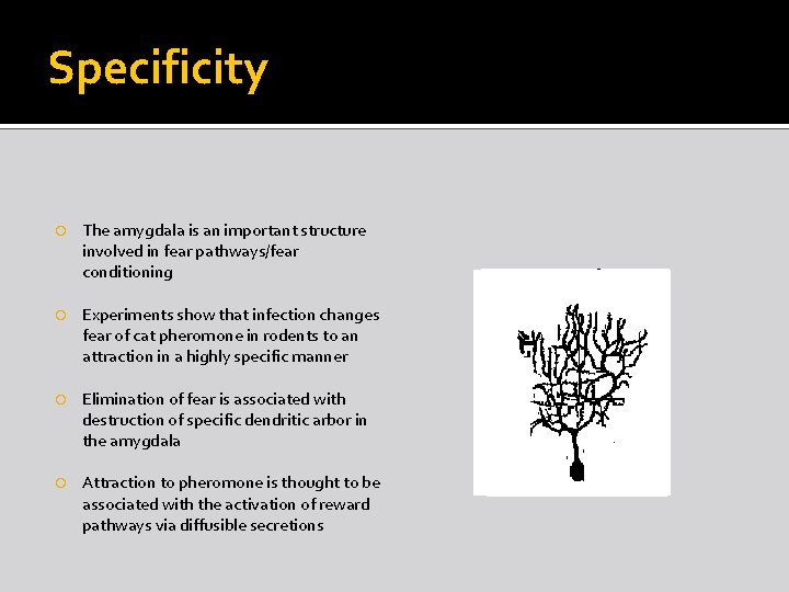 Specificity The amygdala is an important structure involved in fear pathways/fear conditioning Experiments show