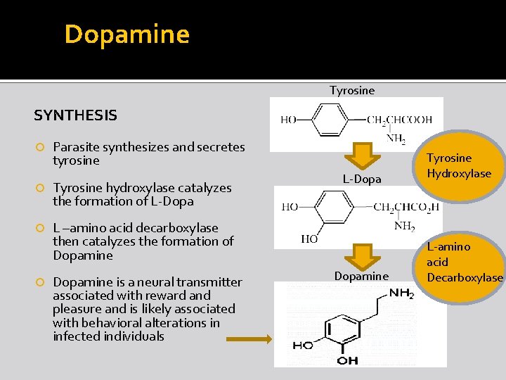 Dopamine Tyrosine SYNTHESIS Parasite synthesizes and secretes tyrosine Tyrosine hydroxylase catalyzes the formation of