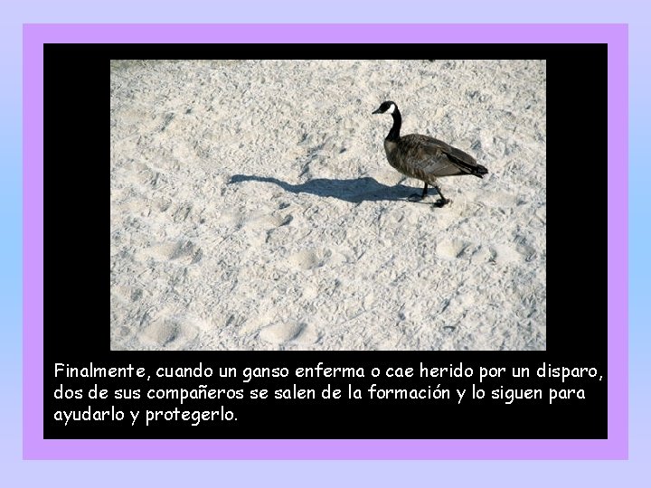 Finalmente, cuando un ganso enferma o cae herido por un disparo, dos de sus