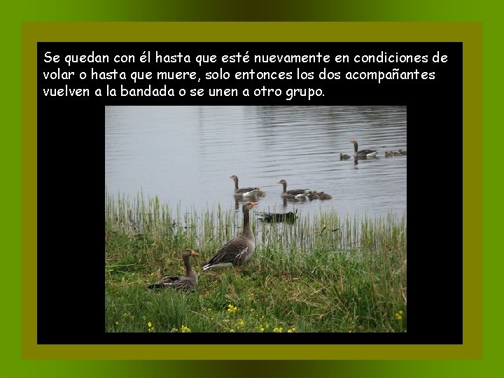 Se quedan con él hasta que esté nuevamente en condiciones de volar o hasta