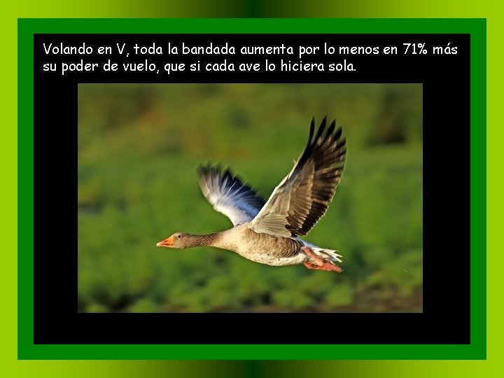 Volando en V, toda la bandada aumenta por lo menos en 71% más su