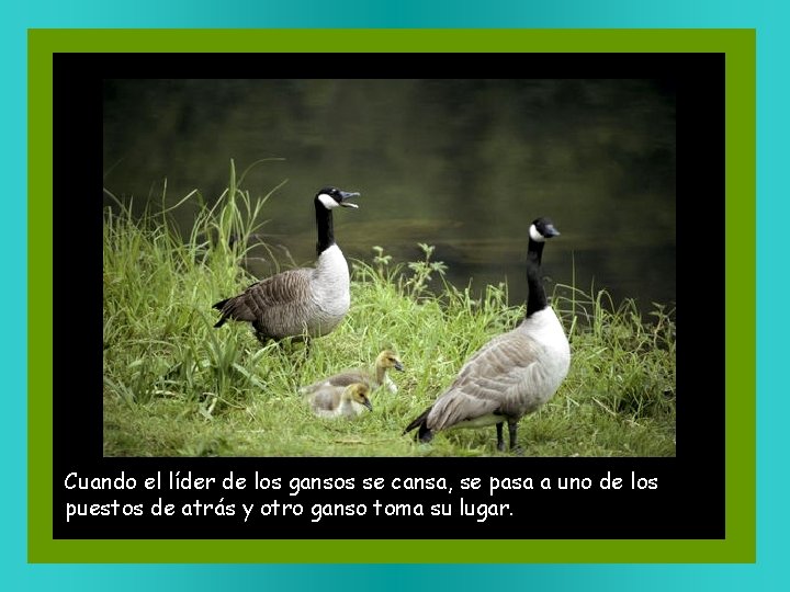 Cuando el líder de los gansos se cansa, se pasa a uno de los